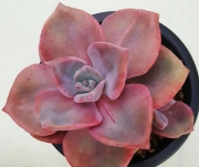 Граптоверия (Graptoveria gypsy)