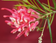 Гревилея (Grevillea robusta)