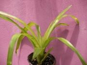 Гуцмания, малка (Guzmania)
