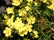 Халимиум, скална роза (Halimium calycinum, libanotis, Rockrose)