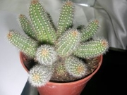 Хамаецереус (Chamaecereus)