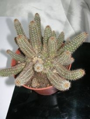 Хамаецереус (Chamaecereus)
