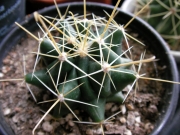 Хаматокактус (Hamatocactus)