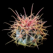 Хаматокактус (Hamatocactus hamatacanthus)