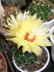 Хаматокактус (Hamatocactus Setispinus)