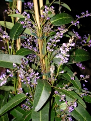 Харденбергия (Hardenbergia violacea)