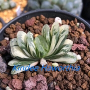 Хавортия (Haworthia truncata varigata)