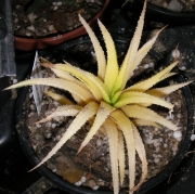 Хавортия атенуата вариегата (haworthia attenuata var. variegated)