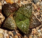 Хавортия емили хибрид (Haworthia Emelyae Hybrid)
