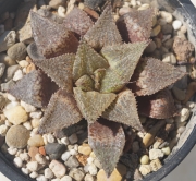 Хавортия емили хибрид (Haworthia emelyae hybrid)