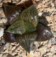 Хавортия емили хибрид (Haworthia emelyae hybrid)