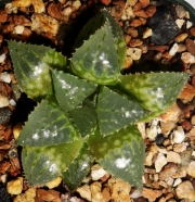 Хавортия емили хибрид (Haworthia emelyae hybrid Ashanti)