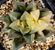 Хавортия Гералди вариегатна (Haworthia Geraldii variegated)