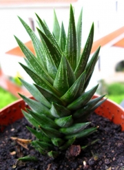 Хавортия глаука (Haworthia glauca)