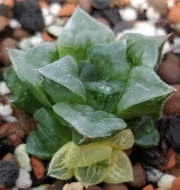 Хавортия (Haworthia アトロフスカ錦 Atorofusuka Nishiki)