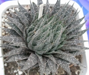 Хавортия (Haworthia)