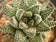 Хавортия пумила (Haworthia Pumila Royal Albert)