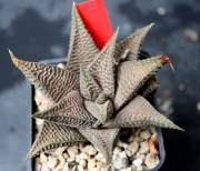 Хавортия (Haworthia Aranami hybride japonais)
