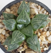 Хавортия (Haworthia comptoniana コンプトニア)