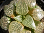 Хавортия (Haworthia comptoniana)