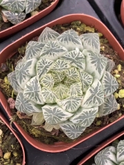 Хавортия (Haworthia Cooperi Daruma shirokohaku)