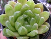Хавортия (Haworthia cooperi var. obtusa)