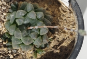 Хавортия (Haworthia cooperii var. truncata)