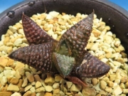 Хавортия (Haworthia cv. Crocodile, ハオルチア クロコダイルA)