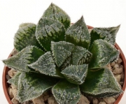 Хавортия (HAWORTHIA cv. Frost, Japan hybrid)