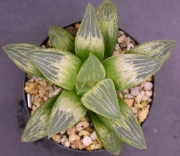 Хавортия (Haworthia cv. Kawasemi ハオルチア 川蝉)