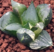 Хавортия (Haworthia cv. Urahannya nishiki ハオルチア 裏般若錦)