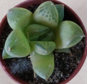 Хавортия (Haworthia cymbiformis)