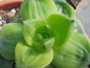 Хавортия (HAWORTHIA CYMBIFORMIS CV ROSE)