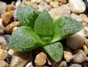 Хавортия (Haworthia emelyae)