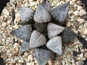Хавортия (Haworthia emelyae Pandra seedling Pandora)