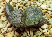 Хавортия (Haworthia emelyae picta cv. Orion)