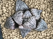 Хавортия (Haworthia emelyae picta seedling)