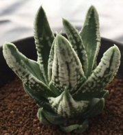 Хавортия (Haworthia Emperor ハオルチア 皇帝)