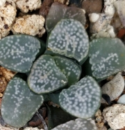 Хавортия (Haworthia groenewaldii)