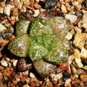 Хавортия (Haworthia Hybrid Calypso)