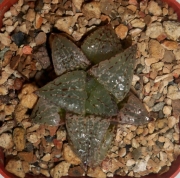 Хавортия (Haworthia Hybrid Gemma)