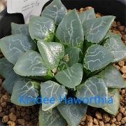 Хавортия (Haworthia Ikeda Glass)