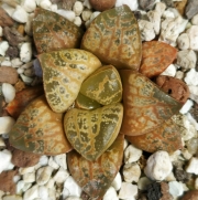 Хавортия (Haworthia kamen butokai, haworthia kamenbutokai)