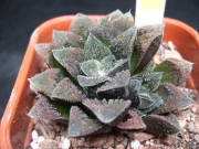 Хавортия (Haworthia keganii hybrid)