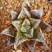 Хавортия (Haworthia kotohime)