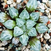 Хавортия (Haworthia Love Heart, ハオルチア ラブハート)