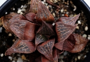 Хавортия (Haworthia magnifica Riversdale RSA)