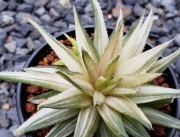 Хавортия (Haworthia marumiana variegated ハオルチア マルミアーナ錦)