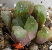 Хавортия (Haworthia maughanii hybrid)