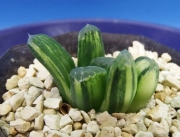 Хавортия (Haworthia Maughanii x truncata variegated)